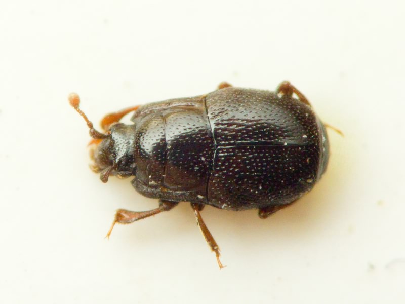 Plegaderus sanatus gobanzi J. Müller, 1902